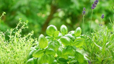 green plant