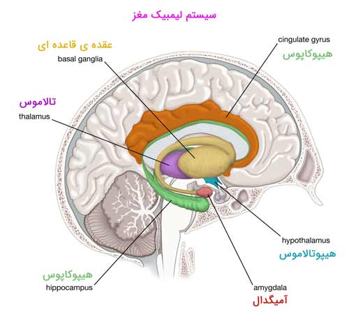 احساسات | مغز