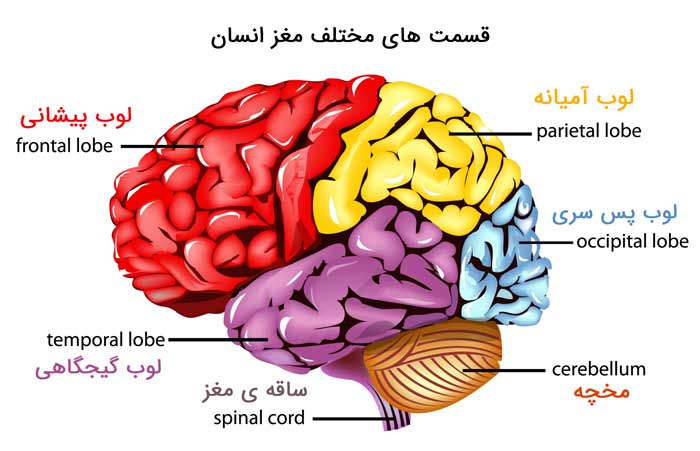 احساسات | مغز