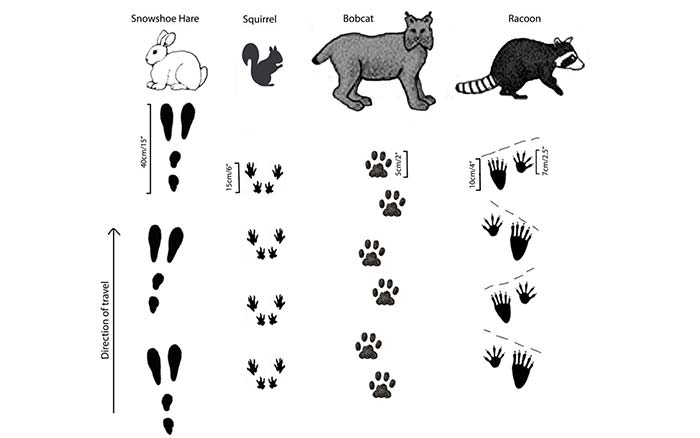 ردیابی حیوانات و تشخیص رد پا (Animal Tracking)