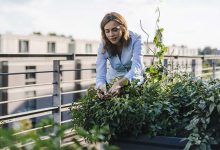 یادگیری باغبانی در آپارتمان (آموزش باغبانی درختان میوه)